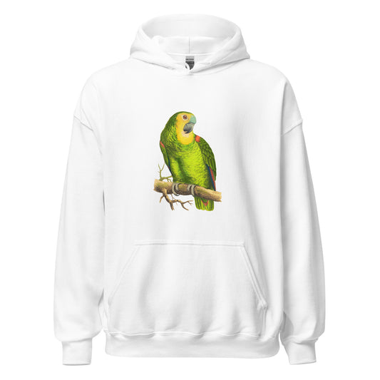 Blue Fronted Amazon Parrot