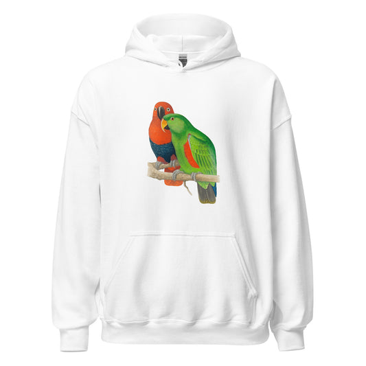 Guinea Eclectus Parrot